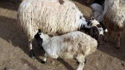 Başakşehir Adak Kurban : Çobanlığın Geçmişi